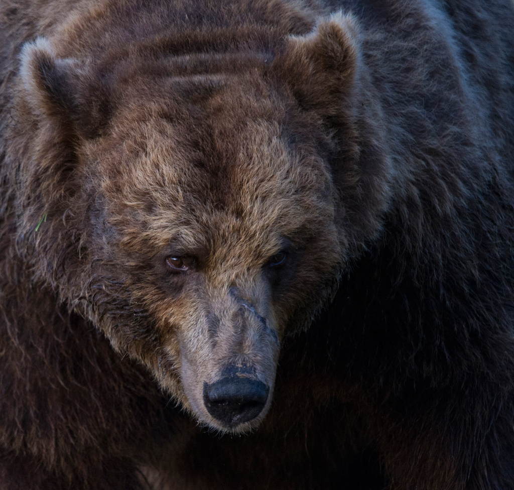 Alter Kämpe, Ursus arctos, europäischer Braunbär
