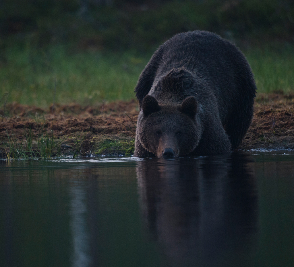 Braunbär vor dem Bad
