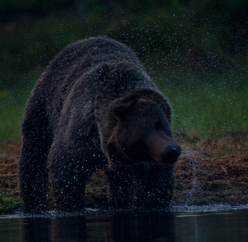 Braunbär nach dem Bad
