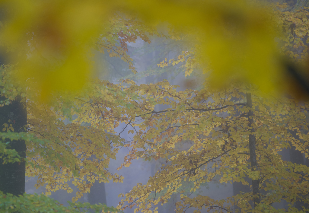 Herbst im Krumbacher Wald
Schlüsselwörter: Herbst, Wald, Farben, gelb, grün