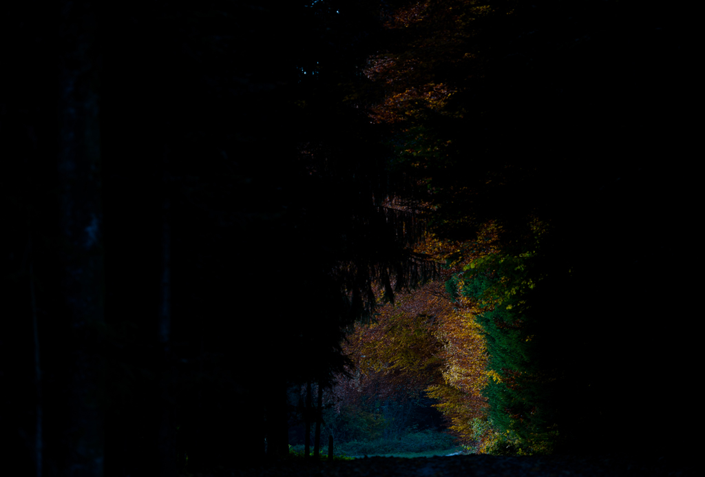 Auf Abendspaziergang im Krumbacher Wald
Schlüsselwörter: Tunnel, Farben, Wald, grün,gelb, orange, schwarz