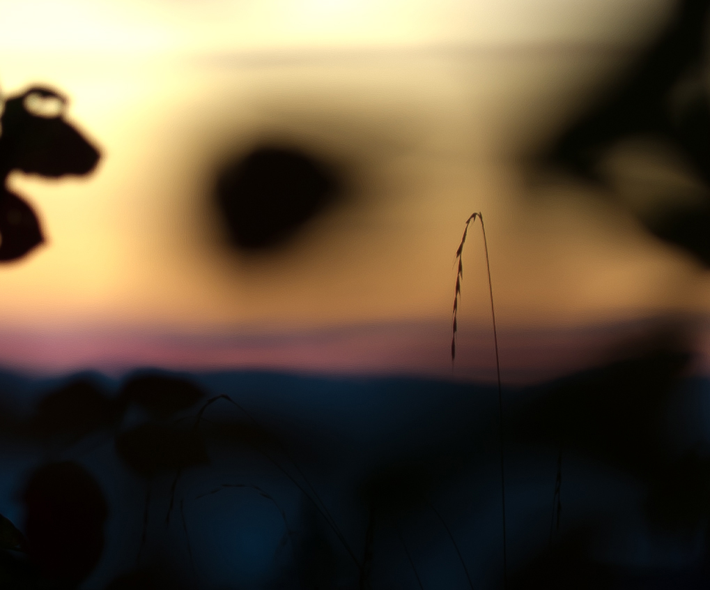 Abendstimmung am Waldrand
