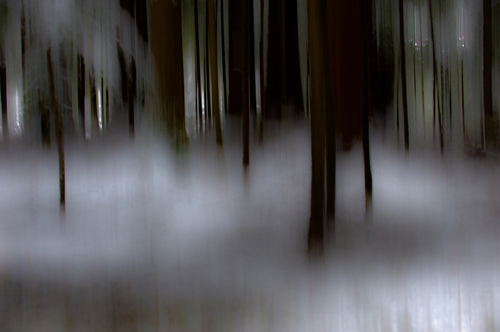 Maerchenwald bei Rickenbach
Schlüsselwörter: Wald, Winter