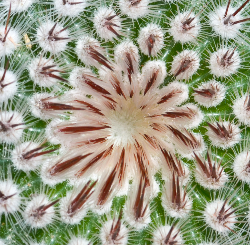 Mammillaria elegans
Schlüsselwörter: Kaktus, Mammillaria