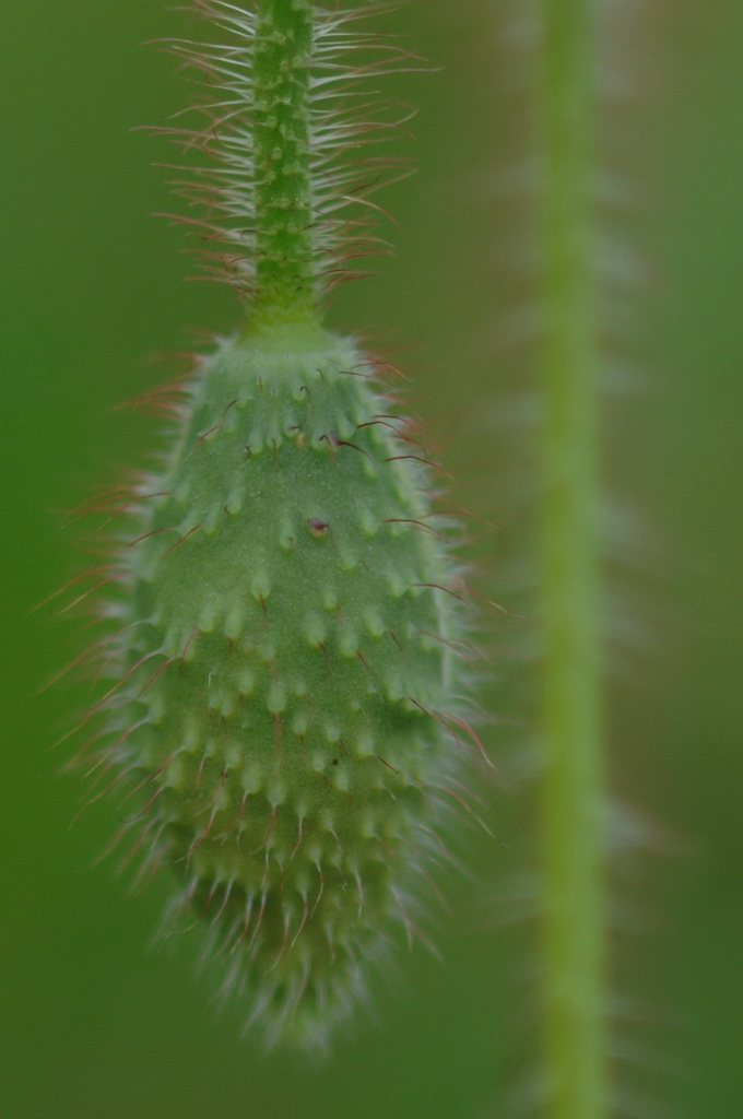 Mohn
