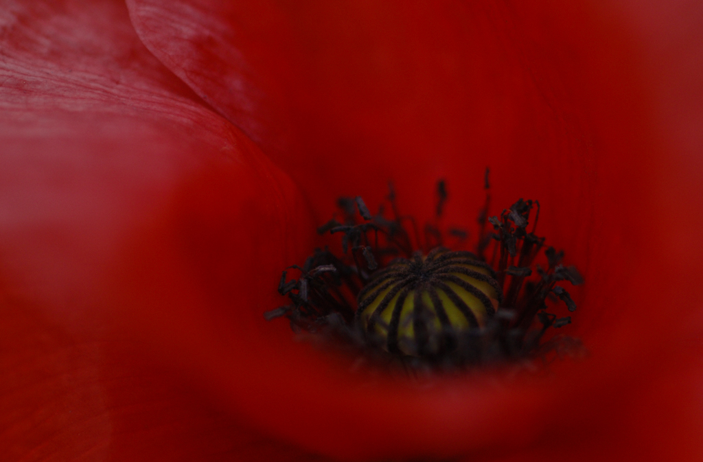 Mohn
Schlüsselwörter: Mohn, Blüte, Pflanze