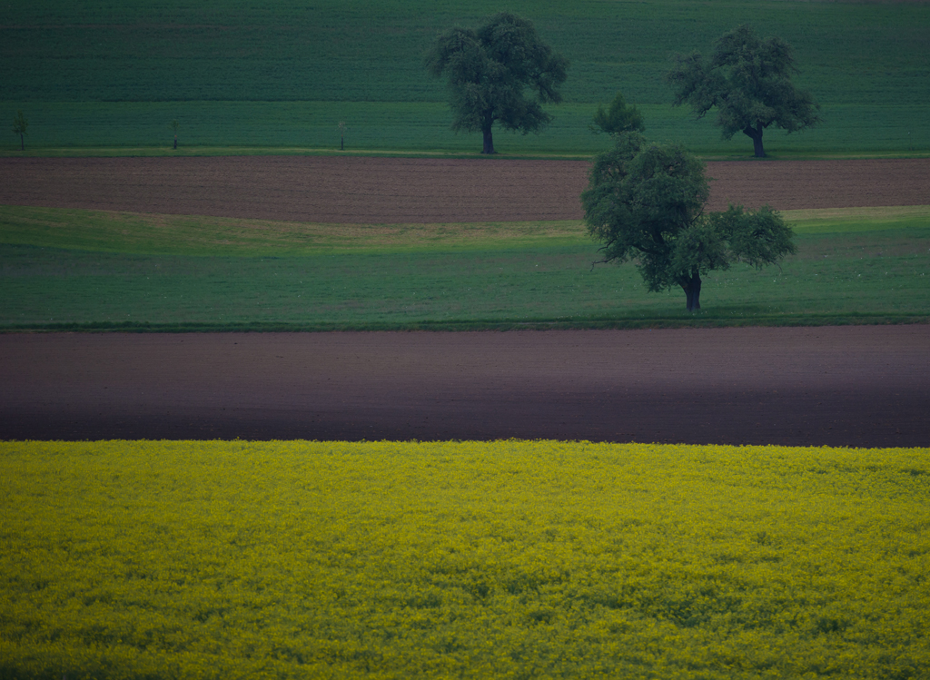Rapsfeld und Acker am frühen Morgen
Schlüsselwörter: Rapsfeld, Acker, Wiese, gelb, grün, braun, Baum, Agrarlandschaft
