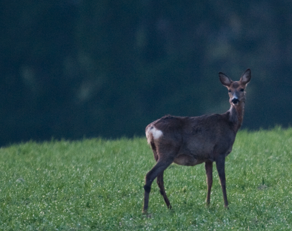 Reh am frühen Morgen
Aufgrund der Dunkelheit am frühen Morgen ist die ganze Reh-Serie technisch nicht ganz sauber. Als genügend Licht da war, waren leider keine Rehe mehr da. Mir gefallen sie trotzdem.
Schlüsselwörter: Reh