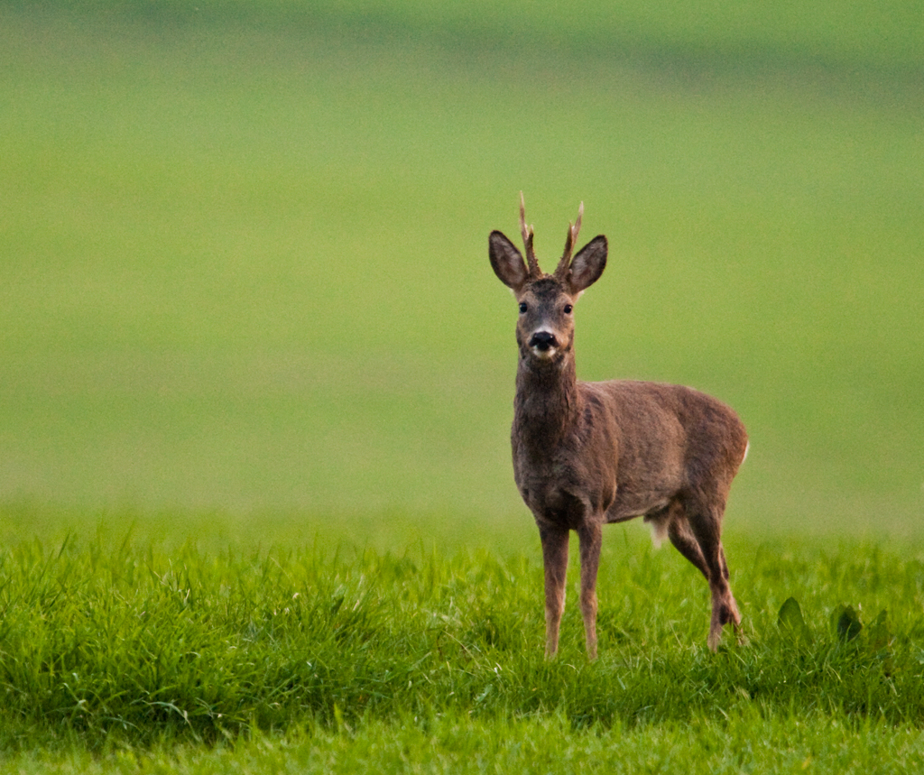 Rehbock
Ob er mich im Tarnzelt wohl bemerkt hat?
Schlüsselwörter: Rehbock