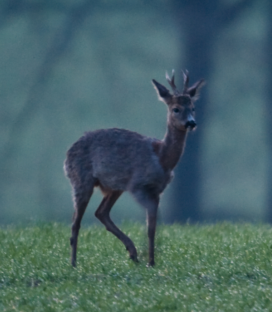Junger Rehbock am frühen Morgen
Vgl. Kommentar zum ersten Bild der Serie
Schlüsselwörter: Rehbock