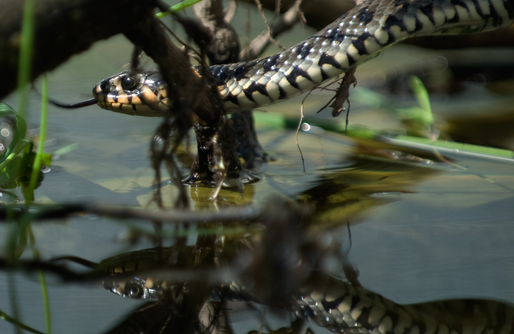 Ringelnatter
Schlüsselwörter: Ringelnatter, Wasser, Schlange