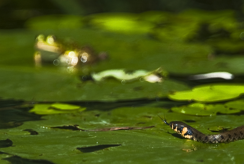 Ringelnatter auf Beutejagd
Wieder mal im Naturschutzgebiet Ettiswil: langsam pirschte sich die Ringelnatter an den Frosch im Hintergrund an. Leider glückte es mir nicht, den (allerdings verfehlten) Beutegriff zu erwischen, ich war einfach zu langsam.
Schlüsselwörter: Ringelnatter, Beute, Jagd, Frosch