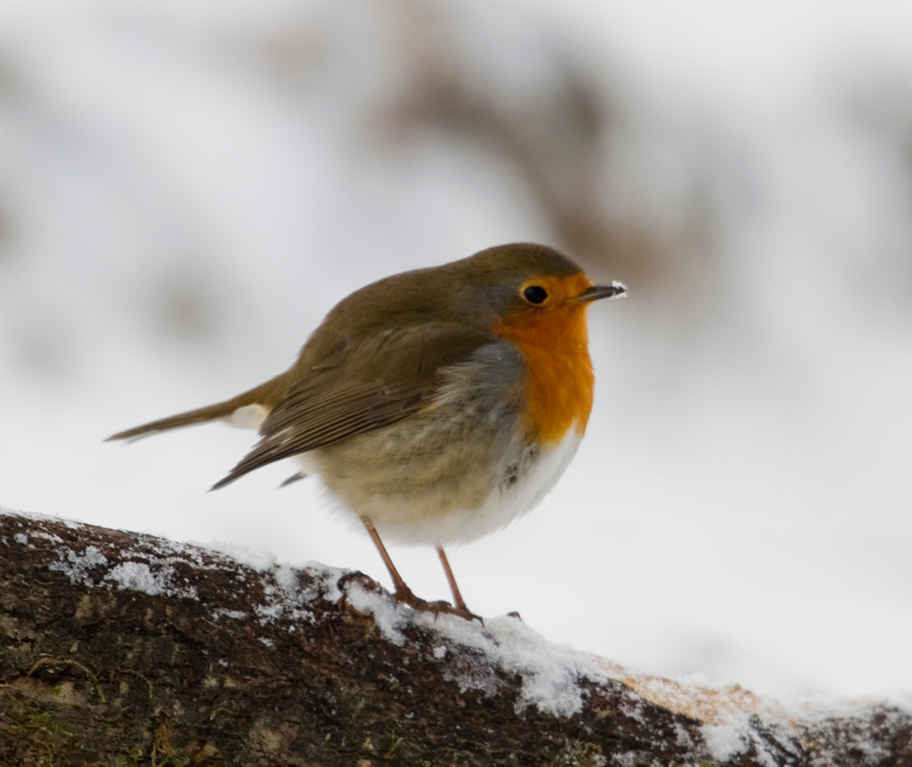 Rotkehlchen
Schlüsselwörter: Rotkehlchen, Vogel