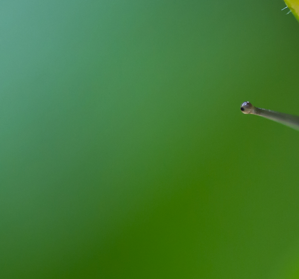 Schnecke_MTS_6827.jpg