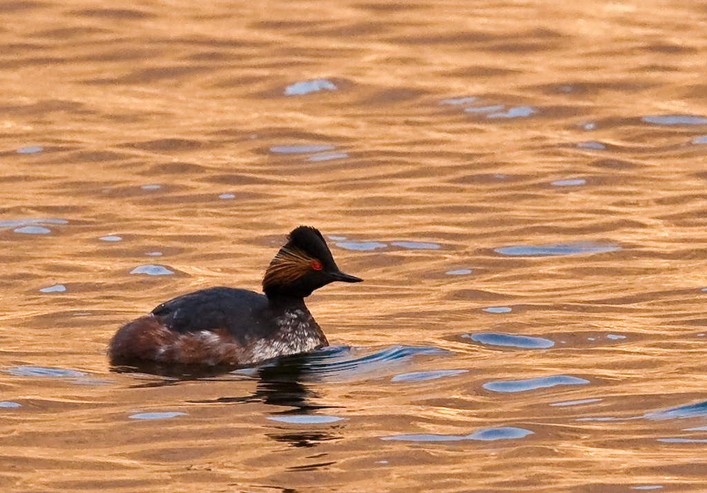 Schwarzhalstaucher im Prachtkleid  im Abendlicht
Schlüsselwörter: Schwarzhalstaucher