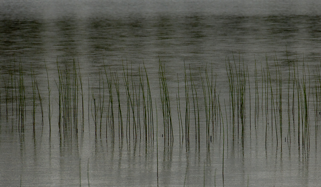 See in Finnland
Schlüsselwörter: Wasser, See, Gras, Finnland, 