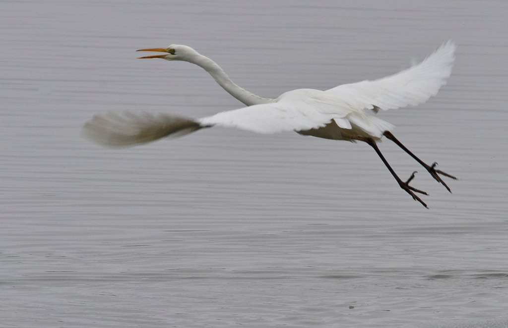 Silberreiher im Abflug
Schlüsselwörter: Silberreiher, Flug, Vogel, Flachsee