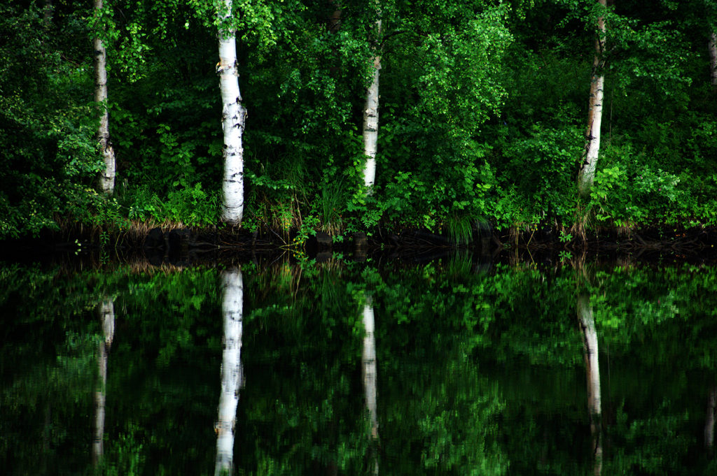 Birken an einem See in Finnland
Schlüsselwörter: Birke, Wasser, Finnland, Spiegelung, Wald, See