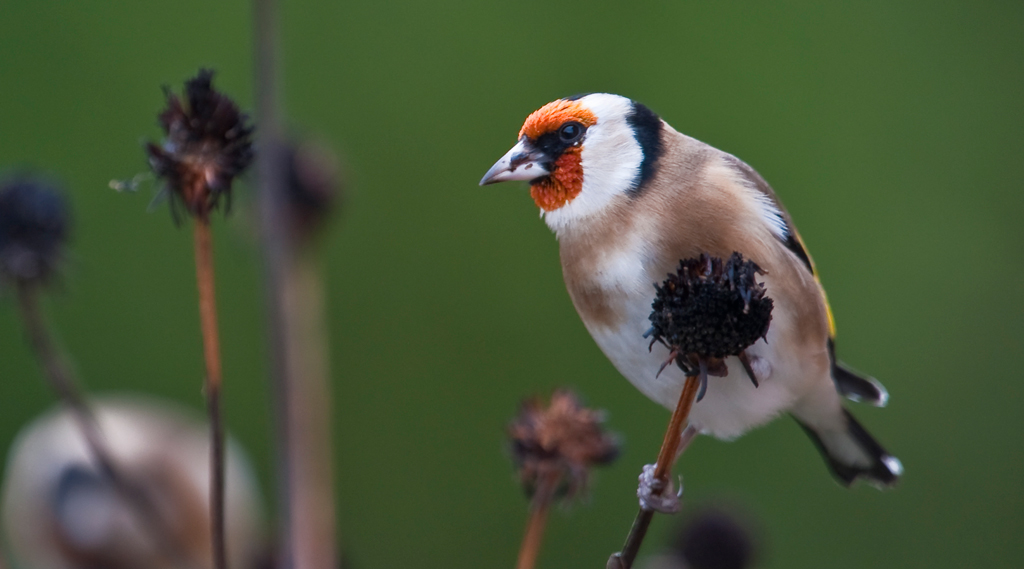 Stieglitz
Schlüsselwörter: Vogel, Stieglitz, Distelfink, Herbst