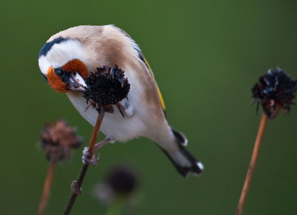 Stieglitz
Schlüsselwörter: Vogel, Stieglitz, Distelfink, Herbst