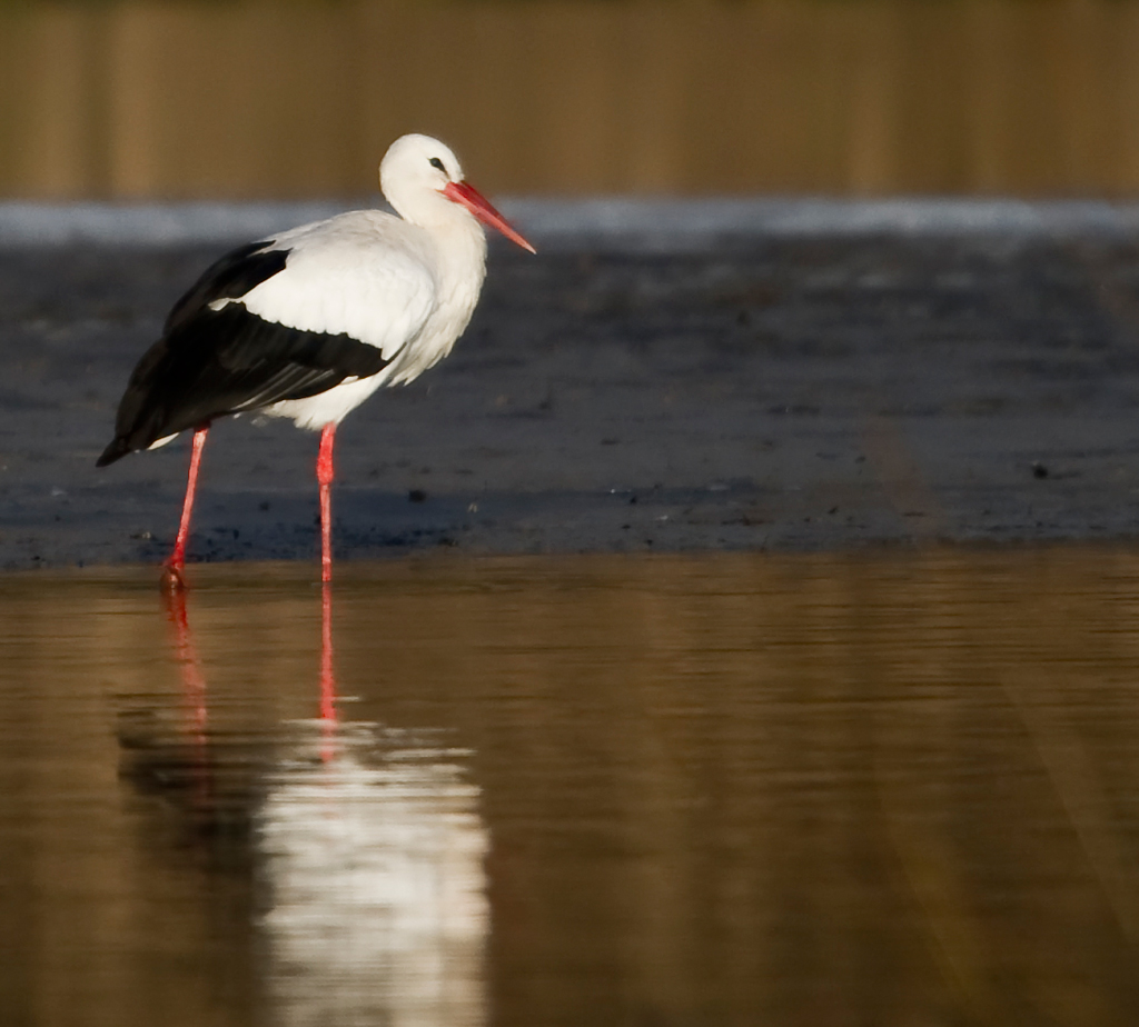 Weissstorch
Weissstorch in der untergehenden Sonne am Flachsee
Schlüsselwörter: Storch, Weissstorch, Vögel, Flachsee