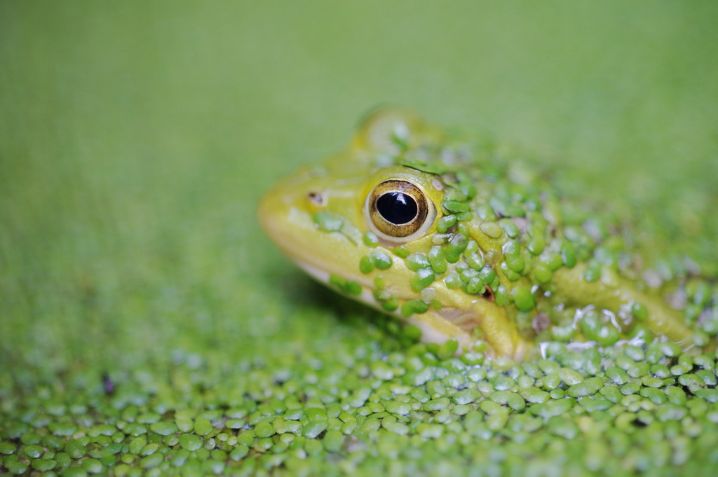 Wasserfrosch in -linsen
