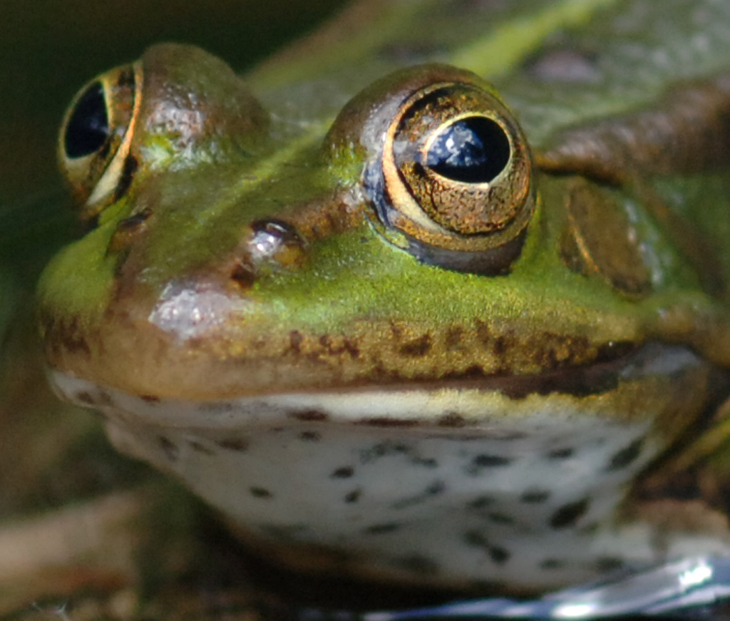 Wasserfrosch
Schlüsselwörter: Frosch, Wasserfrosch