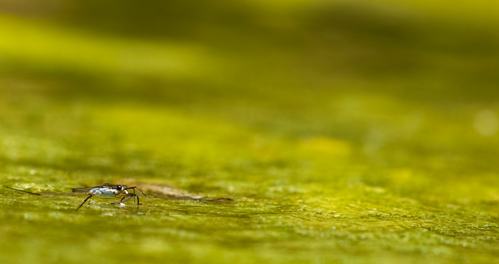 Wasserlaeufer
Schlüsselwörter: Teich, Wasserlaeufer