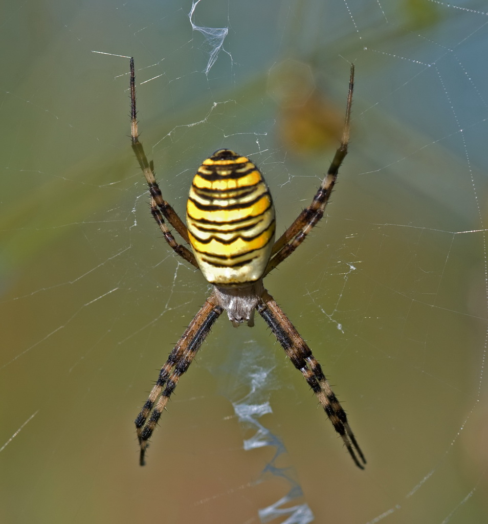 Zebraspinne
