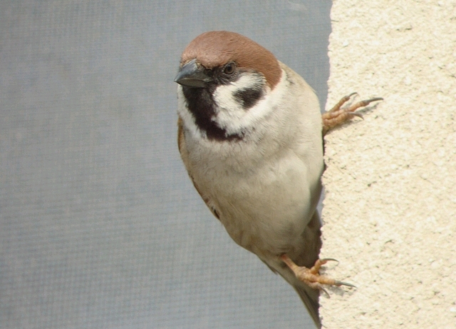 Feldsperling
Ich bin auch ein Mauerläufer! Das hat sich wohl dieser Feldspatz gedacht, als er sich an diese Mauer klammerte. La Sauge, 05.04.2009.
