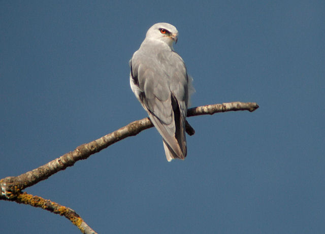 Gleitaar
Der Gleitaar ist eine afrikanische Greifvogelart, die in Europa in Portugal und in der Extremadura in Spanien brütet. Seit einiger Zeit scheint sich die Art auszubreiten. Dieser Vogel hielt sich 2008 mehrere Wochen bei Genf auf. Avusy GE Devant Forestal 01.09.2009. 
