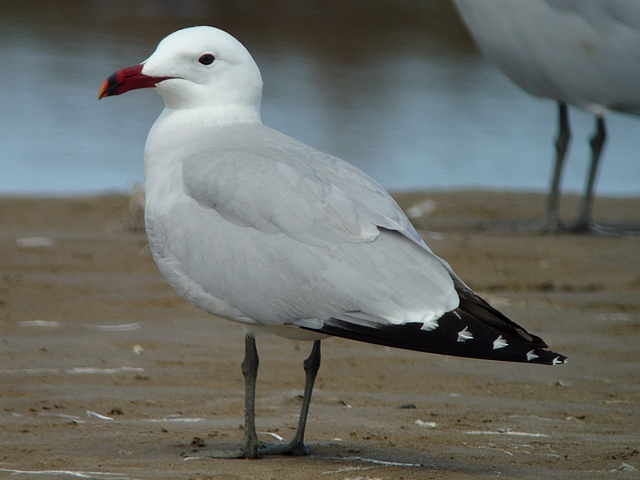 Korallenmöwe
Die Korallenmöwe hat ein relativ enges Verbreitungsgebiet rund um das Mittelmeer. Die Art ist deshalb verletzlich. Die grösste Brutkolonie mit einigen tausend Brutpaaren der hübschen Möwe befindet sich im Ebrodelta. Ebrodelta Spanien 28.04.2009.
