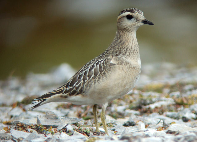 Mornellregenfpeifer
Der Mornellregenpfeifer ist ein Brutvogel der Tundra im hohen Norden. In der Schweiz tritt er vor allem im August / September als spärlicher Durchzügler auf. Dabei Bevorzugt er als Rastplatz kahle Bergrücken. Bekannte Plätze sind der Cassonsgrat bei Flims und die Silberen in den Alpen sowie der Chasserall im Jura. Oft sind die hübschen Kerle wenig scheu und nähern sich einem, wenn man sich ruhig verhält, bis auf drei Meter oder weniger. Flims Cassonsgrat, 10.09.2009. Gruppe von 11 Individuen.
