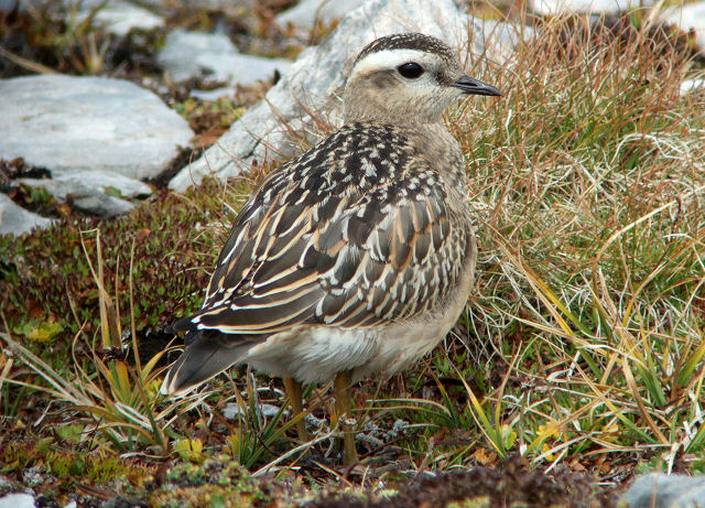 Mornellregenpfeifer
Flims Cassonsgrat, 10.09.2009
