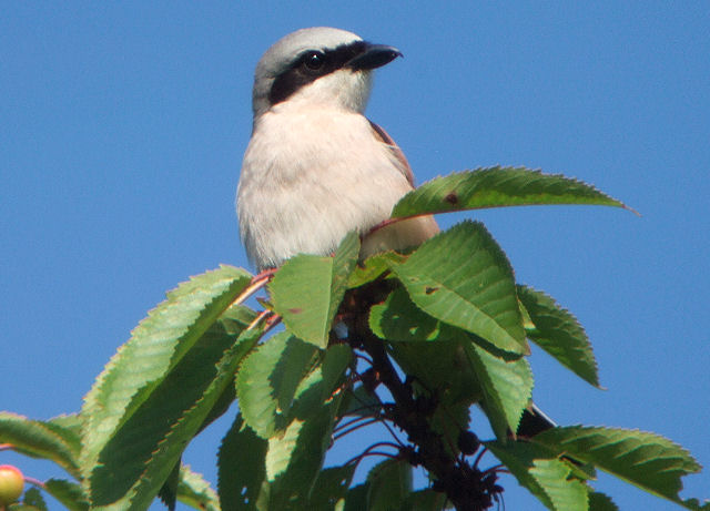 Neuntöter
Würger sitzen gerne exponiert um nach Beute Ausschau zu halten. Wegenstetten Forenacher 19.06.2008.
