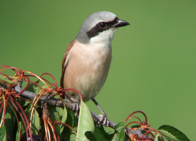 Neuntöter
Als einziger Würger hat sich der Neuntöter in der Schweiz halten können. Er ist ein typischer Heckenbewohner. Wegenstetten Holt 05.07.2008.
