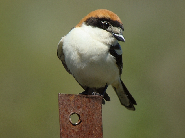 Rotkopfwürger
In der Extremadura ist der Rotkopfwürger Charaktervogel der Dehesas (mit Stein- oder Korkeichen besetzte Weiden). Malpartida de Plasencia Extremadura 02.02.2009. In der Schweiz ist der hübsche Vogel vor einigen Jahren als Brutvogel endgültig verschwunden. Die lezten Brutpaare fanden sich im Baselbiet und im Fricktal.
