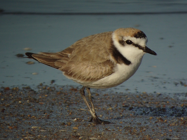 Seeregenpfeifer
Hunderte der zierlichen Seeregenpfeifer hielten sich am 27.04.2009 im Ebrodelta in Spanien auf.

