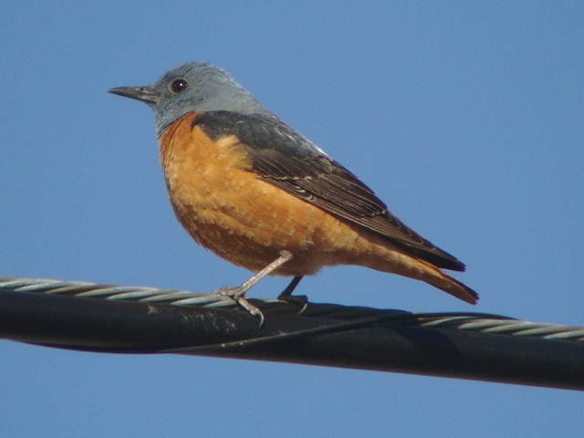 Steinrötel
Der Steinrötel setzt sich gerne auf Leitungen wenn solche vorhanden sind. Von dort hat er eine gute Übersicht über sein Revier. Castell de Cabres Spanien 29.04.2009.
