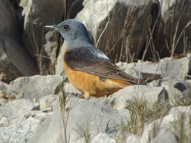 Steinrötel
Auch in der Schweiz spärlicher Brutvogel - der farbenprächtige Steinrötel. Er bewohnt südexponierte steinige Hänge und steigt über 2000 Meter. Castell de Cabres Spanien 29.04.2009.
