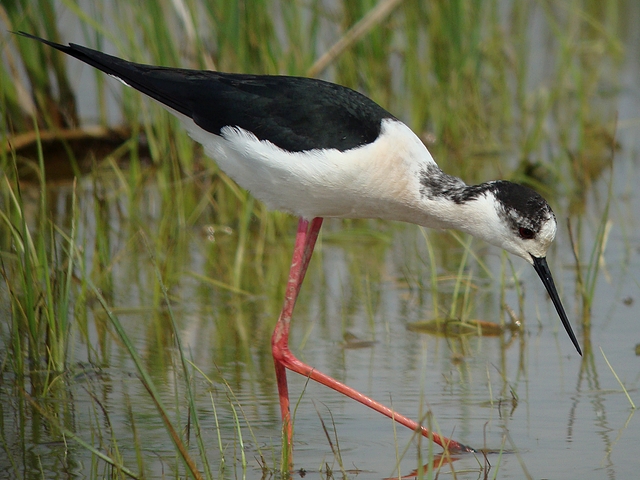 Stelzenläufer
Der Stelzenläufer ist vor allem in den Feuchtgebeiten Südeuropas eine häufige Limikole. Er ist ungemein hochbeinig. Aiguamolls Costa Brava Spanien 25.04.2009.
