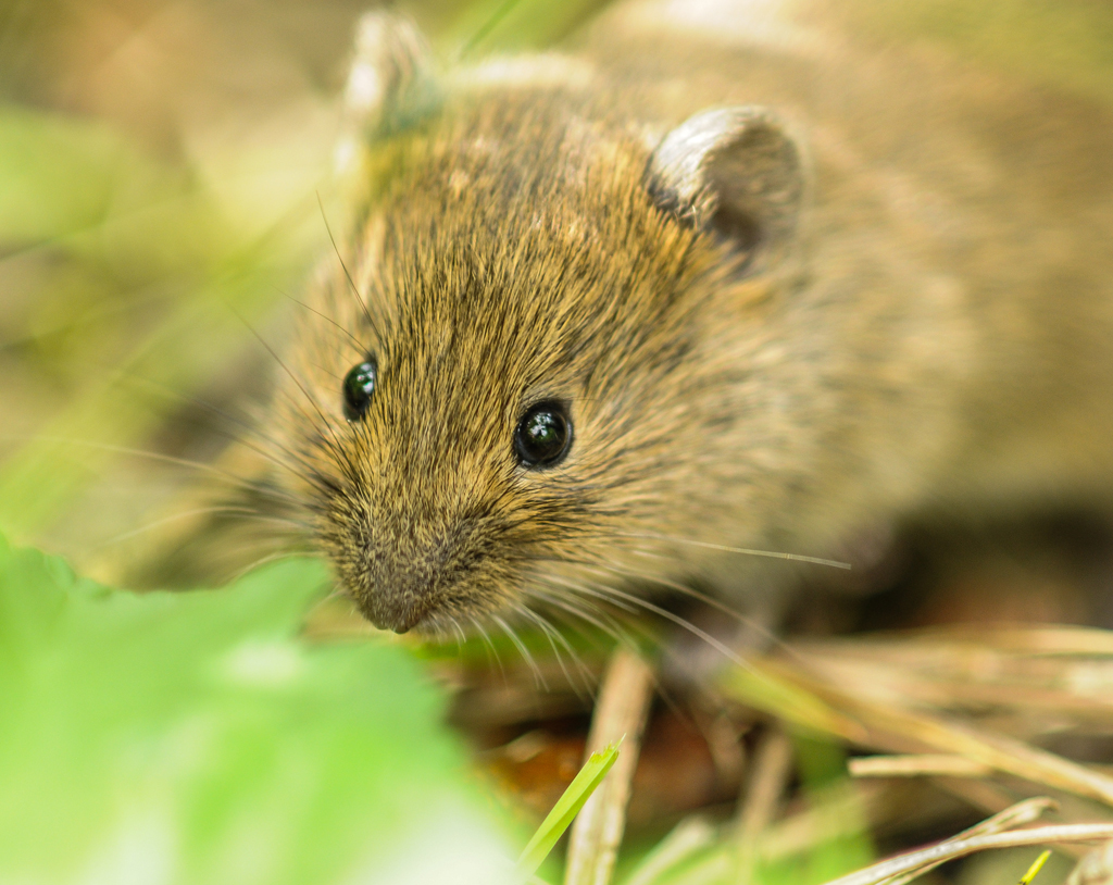 Waldmaus
