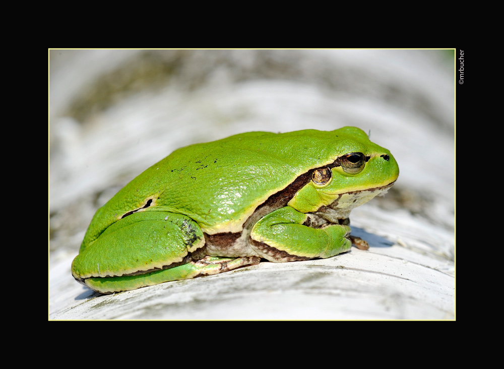 Laubfrosch
Frühlingstag in Pasieki
