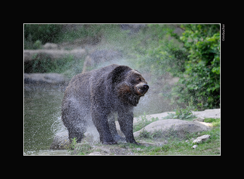 Braunbär im Tierpark Langenberg
