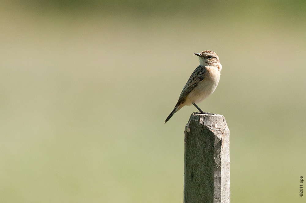 Braunkelchen
Schlüsselwörter: Braunkelchen