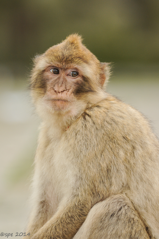 Affe
Schlüsselwörter: Affe