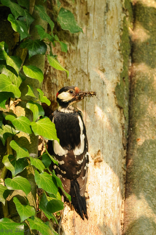 Bunstspecht
Schlüsselwörter: Bunstspecht