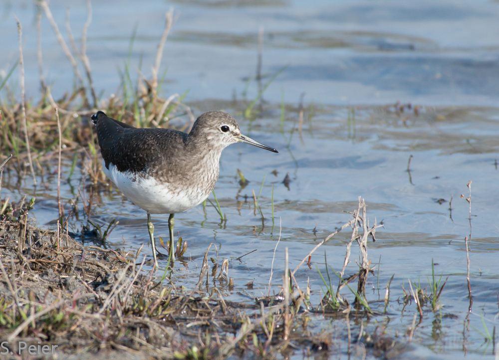 Waldwasserlaeufer
wurde in La Sauge aufgenommen
Schlüsselwörter: Waldwasserlaeufer