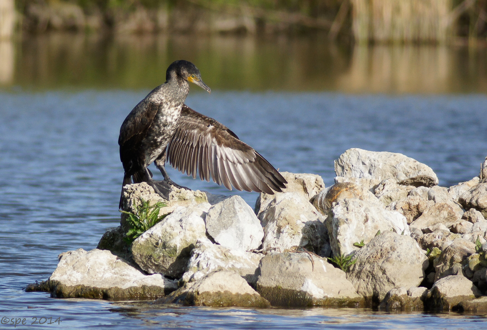 Kormoran
Schlüsselwörter: Kormoran