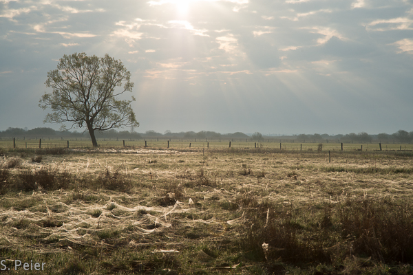 Morgenstimmung
Schlüsselwörter: Landschaft Morgenstimmung Spinnweben Baum